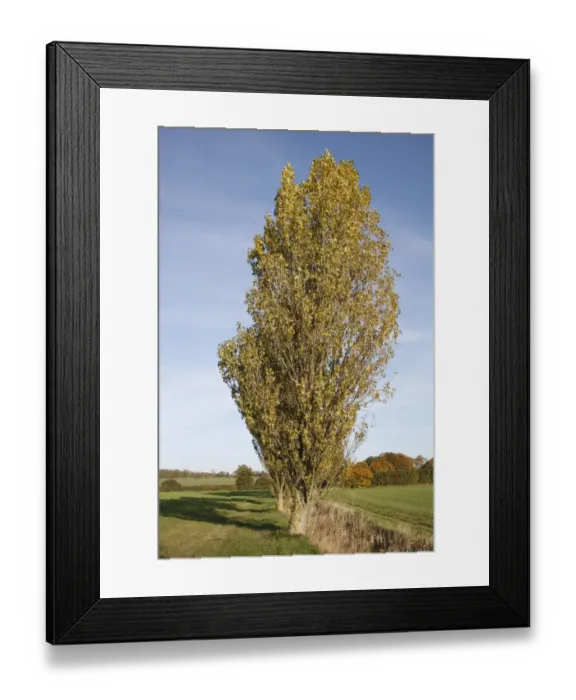 Framed Print : Lombardy Poplar (Populus nigra italica ) habit, growing at edge of field in arable farmland, Wickham Skeith, Suffolk Framed Print : Lombardy Poplar (Populus nigra italica ) habit, growing at edge of field in arable farmland, Wickham Skeith, Suffolk