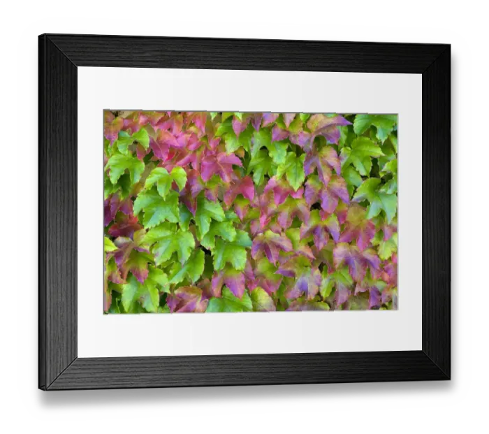 Framed Print : Japanese Creeper (Parthenocissus tricuspidata) leaves, changing colour in autumn, growing on garden wall, France