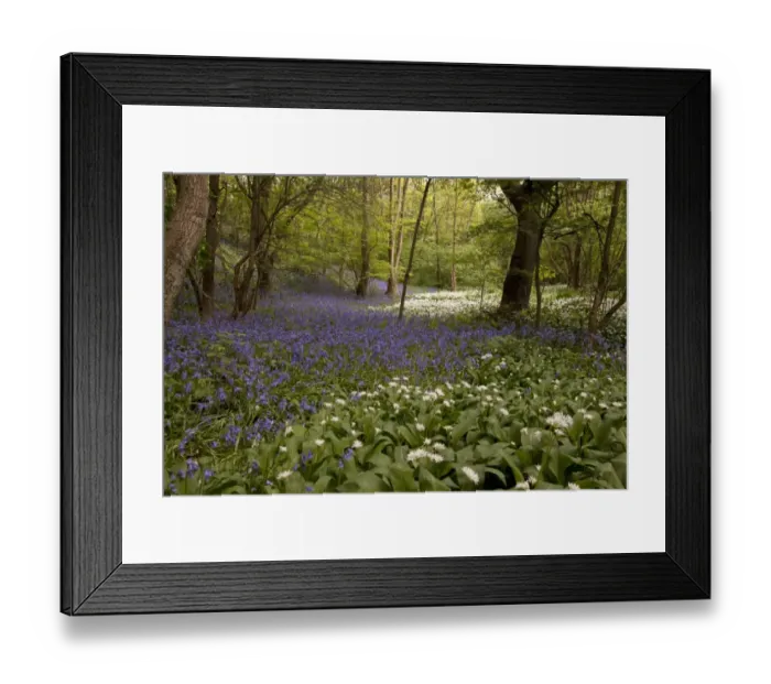 Framed Print : Ramsons (Allium ursinum) and Bluebell (Endymion non-scriptus) flowering mass, in deciduous woodland habitat, Sheffield Framed Print : Ramsons (Allium ursinum) and Bluebell (Endymion non-scriptus) flowering mass, in deciduous woodland habitat, Sheffield