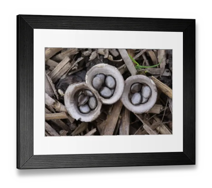 Framed Print : Field Birds Nest Fungus (Crucibulum laeve) fruiting bodies, splash cups with peridiole spore capsules Framed Print : Field Birds Nest Fungus (Crucibulum laeve) fruiting bodies, splash cups with peridiole spore capsules