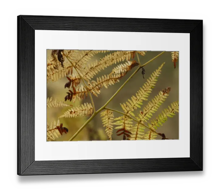 Framed Print : Bracken (Pteridium aquilinum) close-up of fronds in autumn colour, Powys, Wales, november