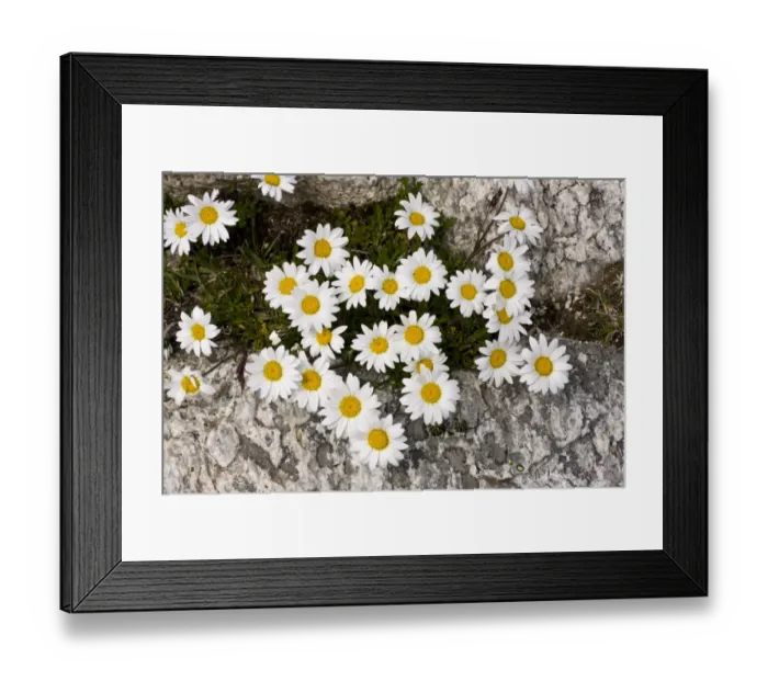 Framed Print : Alpine Moon Daisy (Leucanthemopsis alpina) flowering, growing amongst rocks at high altitude, Swiss Alps, Switzerland Framed Print : Alpine Moon Daisy (Leucanthemopsis alpina) flowering, growing amongst rocks at high altitude, Swiss Alps, Switzerland
