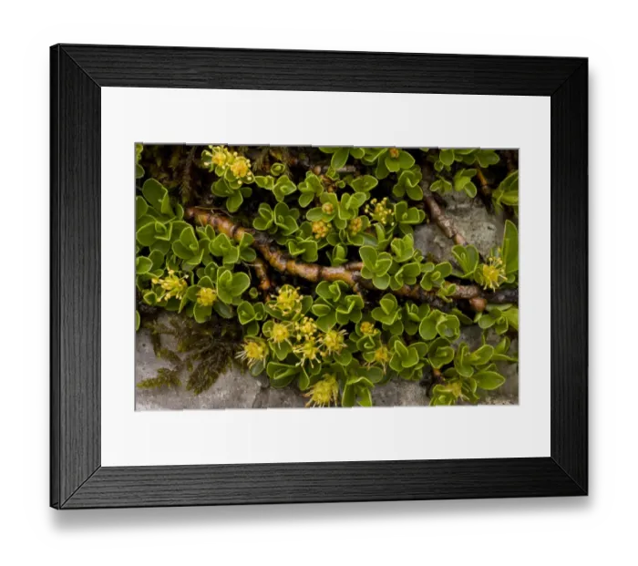 Framed Print : Retuse-leaved Willow (Salix retusa) ancient dwarf alpine habit, flowering, Julian Alps, Slovenia, june Framed Print : Retuse-leaved Willow (Salix retusa) ancient dwarf alpine habit, flowering, Julian Alps, Slovenia, june