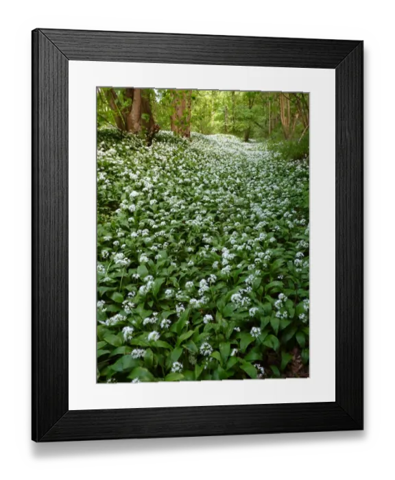 Framed Print : Ramsons (Allium ursinum) flowering, mass growing along woodland edge habitat, Derbyshire, England, may Framed Print : Ramsons (Allium ursinum) flowering, mass growing along woodland edge habitat, Derbyshire, England, may
