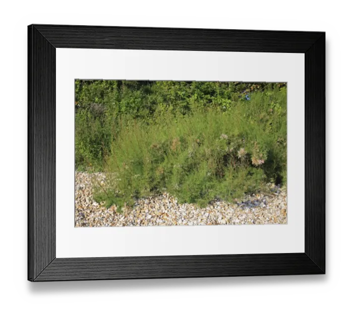 Framed Print : Tamarisk (Tamarix gallica) introduced species, habit, growing at edge of beach, Bembridge, Isle of Wight, England, june Framed Print : Tamarisk (Tamarix gallica) introduced species, habit, growing at edge of beach, Bembridge, Isle of Wight, England, june