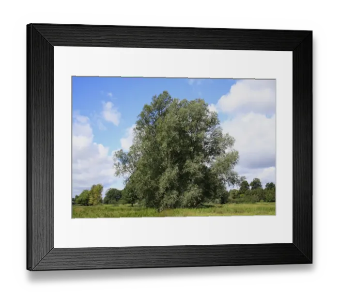 Framed Print : White Willow (Salix alba) habit, growing in unimproved wet grazing meadow habitat, River Dove, Thornham Magna, Suffolk Framed Print : White Willow (Salix alba) habit, growing in unimproved wet grazing meadow habitat, River Dove, Thornham Magna, Suffolk