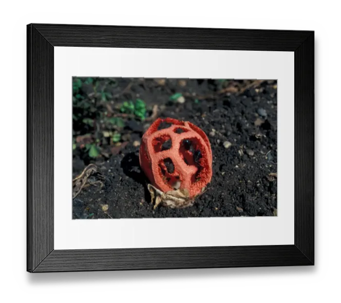 Framed Print : Fungi (Clathus ruber) Cose-up - Colchester 28-07-91 - last one seen 30 years ago in UK FL005718 Framed Print : Fungi (Clathus ruber) Cose-up - Colchester 28-07-91 - last one seen 30 years ago in UK FL005718