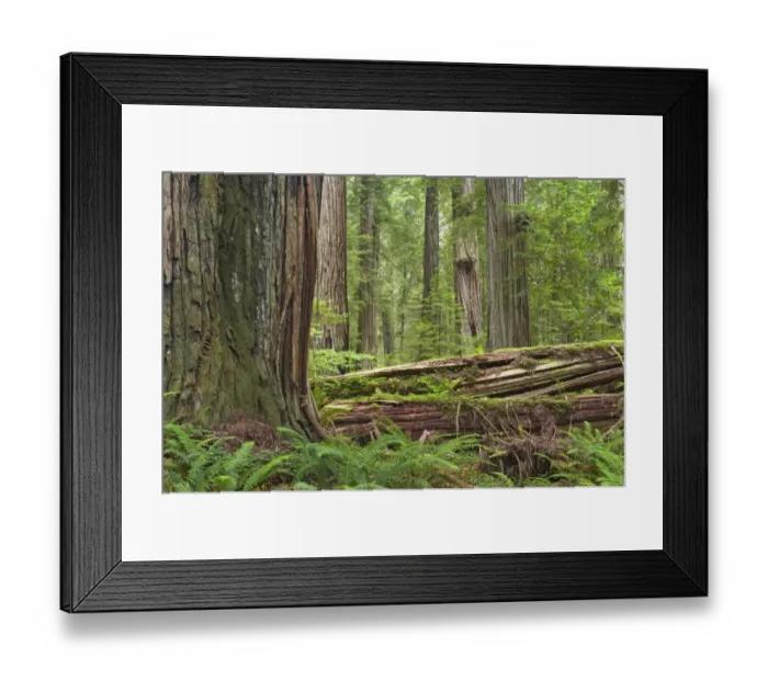 Framed Print : Coastal Redwood (Sequoia sempervirens) trunks, in forest habitat with rotting logs, Stout Grove, Redwood N. P