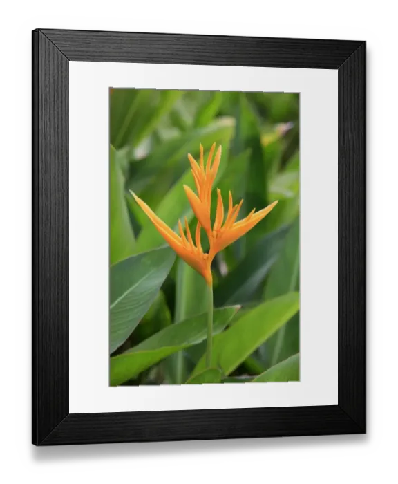 Framed Print : Lobster-claw (Heliconia psittacorum) flowering, Kota Kinabalu, Sabah, Borneo, Malaysia