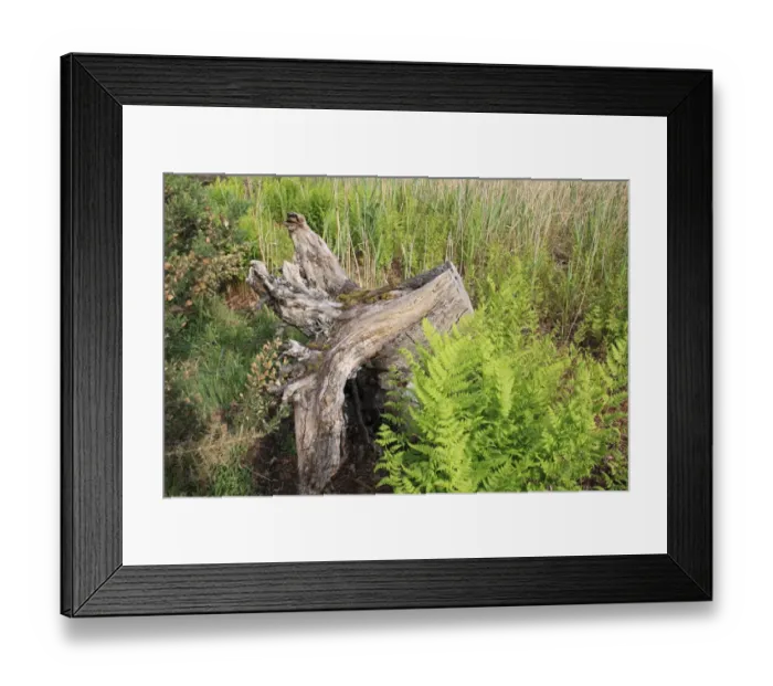Framed Print : Narrow Buckler Fern (Dryopteris carthusiana) fronds, growing beside tree stump at edge of reedbed Framed Print : Narrow Buckler Fern (Dryopteris carthusiana) fronds, growing beside tree stump at edge of reedbed