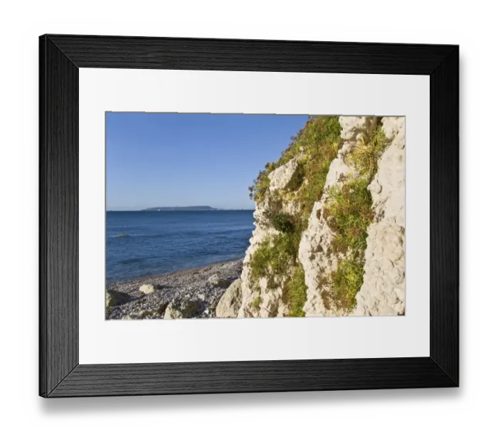 Framed Print : Rock Samphire (Crithmum maritimum) growing on cliff habitat above high tideline, Isle of Portland in distance Framed Print : Rock Samphire (Crithmum maritimum) growing on cliff habitat above high tideline, Isle of Portland in distance