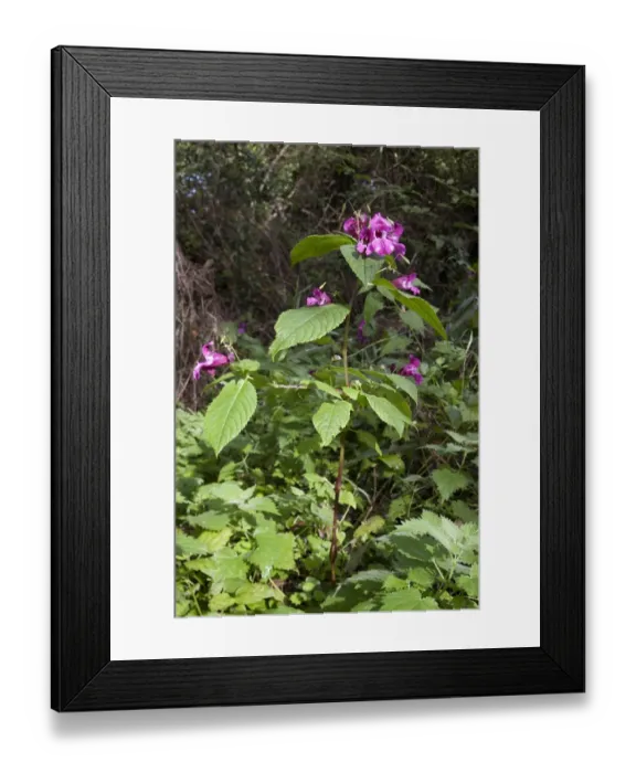 Framed Print : Himalayan Balsam (Impatiens glandulifera) introduced invasive species, flowering, Basingstoke Canal Nature Reserve Framed Print : Himalayan Balsam (Impatiens glandulifera) introduced invasive species, flowering, Basingstoke Canal Nature Reserve
