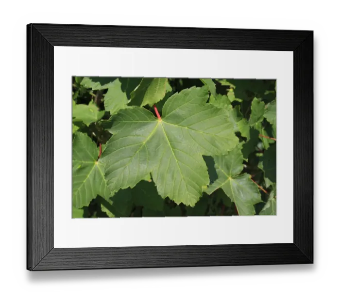 Framed Print : Sycamore (Acer pseudoplatanus) close-up of leaf, Bacton, Suffolk, England, june Framed Print : Sycamore (Acer pseudoplatanus) close-up of leaf, Bacton, Suffolk, England, june