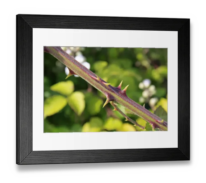 Framed Print : Bramble (Rubus fruticosus) close-up of stem with thorns, Bacton, Suffolk, England, june Framed Print : Bramble (Rubus fruticosus) close-up of stem with thorns, Bacton, Suffolk, England, june