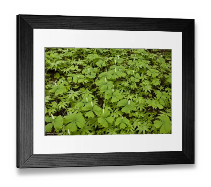 Framed Print : Vanilla Leaf (Achlys triphylla) flowering, growing in woodland, Cone Peak, Central Cascade Mountains, Oregon, U. S. A Framed Print : Vanilla Leaf (Achlys triphylla) flowering, growing in woodland, Cone Peak, Central Cascade Mountains, Oregon, U. S. A