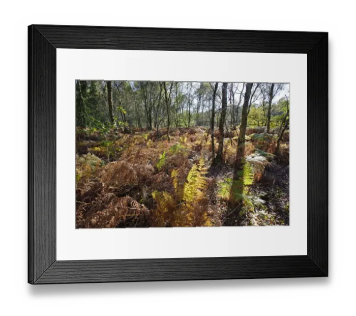 Framed Print : Bracken (Pteridium aquilinum) fronds, backlit undergrowth in woodland habitat, Oulton, Cheshire, England, october Framed Print : Bracken (Pteridium aquilinum) fronds, backlit undergrowth in woodland habitat, Oulton, Cheshire, England, october