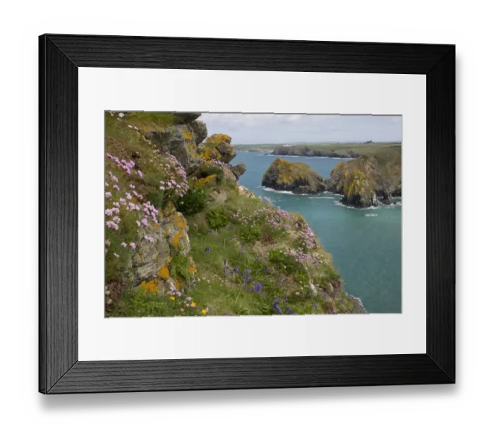 Framed Print : Thrift (Armeria maritima) and Bluebell (Endymion non-scriptus) flowering, growing in clifftop habitat Framed Print : Thrift (Armeria maritima) and Bluebell (Endymion non-scriptus) flowering, growing in clifftop habitat