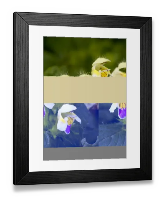 Framed Print : Large-flowered Hemp-nettle (Galeopsis speciosa) close-up of flowers, arable weed, Romania, september Framed Print : Large-flowered Hemp-nettle (Galeopsis speciosa) close-up of flowers, arable weed, Romania, september