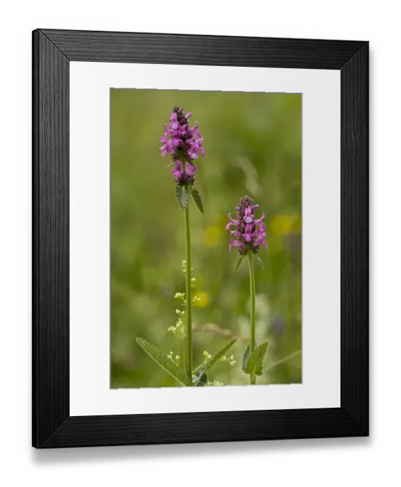 Framed Print : Purple Betony (Stachys officinalis) flowering, Slovenia, june Framed Print : Purple Betony (Stachys officinalis) flowering, Slovenia, june