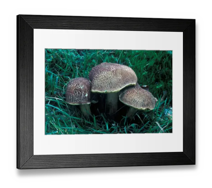 Framed Print : Fungi - Red Crackling Boletus (Boletus chrysenteron)