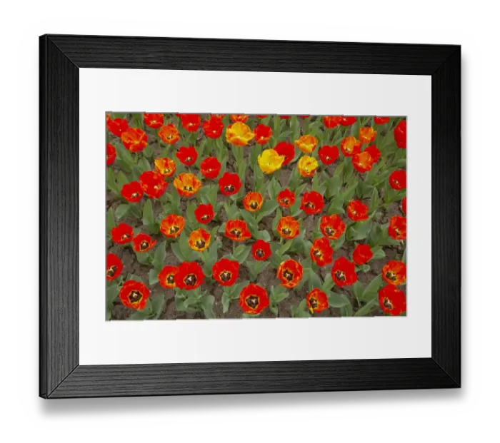 Framed Print : Tulip (Tulipa sp. ) Fringed Solstice, flowering, Keukenhof Gardens, South Holland, Netherlands Framed Print : Tulip (Tulipa sp. ) Fringed Solstice, flowering, Keukenhof Gardens, South Holland, Netherlands