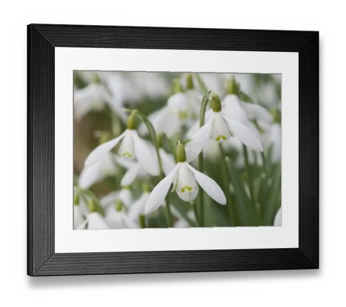 Framed Print : Snowdrop (Galanthus nivalis) flowering, England, march