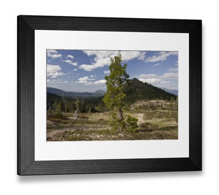 Framed Print : Incense Cedar (Calocedrus decurrens) habit, growing in mountain habitat, above Lake Shasta, Northern California, U. S. A Framed Print : Incense Cedar (Calocedrus decurrens) habit, growing in mountain habitat, above Lake Shasta, Northern California, U. S. A
