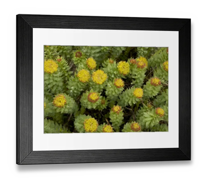 Framed Print : Roseroot (Rhodiola rosea) flowering, Julian Alps, Slovenia, june Framed Print : Roseroot (Rhodiola rosea) flowering, Julian Alps, Slovenia, june