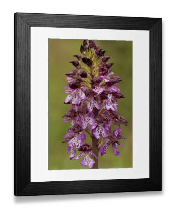 Framed Print : Lady Orchid (Orchis purpurea) close-up of flowerspike, after rainfall, Italy, april