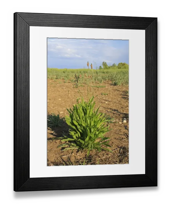 Framed Print : Ribwort Plantain (Plantago lanceolata) flowering, growing as weed at edge of damaged oilseed rape crop, Bacton Framed Print : Ribwort Plantain (Plantago lanceolata) flowering, growing as weed at edge of damaged oilseed rape crop, Bacton