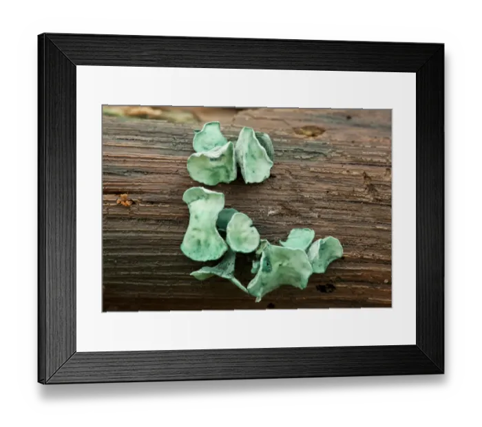 Framed Print : Green Wood Cup (Chlorociboria aeruginascens) fruiting bodies, Wiltshire, England, september