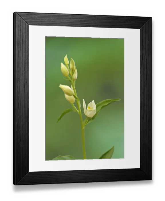 Framed Print : White Helleborine (Cephalanthera damasonium) flowering, Italy, june Framed Print : White Helleborine (Cephalanthera damasonium) flowering, Italy, june