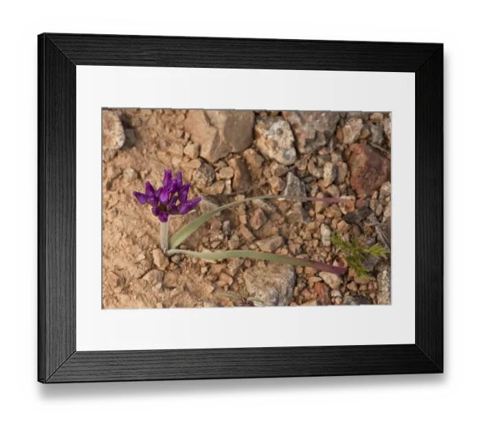 Framed Print : Scytheleaf Onion (Allium falcifolium) flowering, Mount Eddy, Klamath Mountains, California, july Framed Print : Scytheleaf Onion (Allium falcifolium) flowering, Mount Eddy, Klamath Mountains, California, july