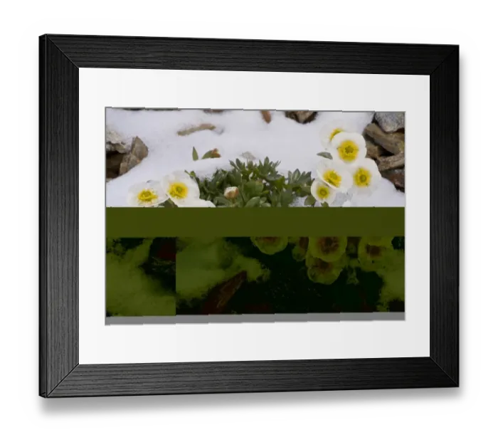Framed Print : Glacier Crowfoot (Ranunculus glacialis) flowering, emerging through snow at high altitude (c) Framed Print : Glacier Crowfoot (Ranunculus glacialis) flowering, emerging through snow at high altitude (c)