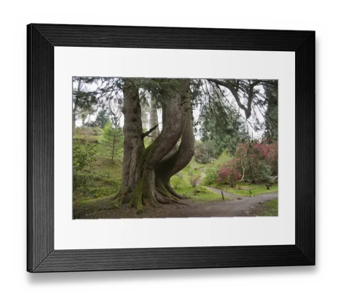 Framed Print : European Silver Fir (Abies alba) Champion tree, Ardkinglas Woodland Garden, Cairndow, Argyll, Scotland, april Framed Print : European Silver Fir (Abies alba) Champion tree, Ardkinglas Woodland Garden, Cairndow, Argyll, Scotland, april