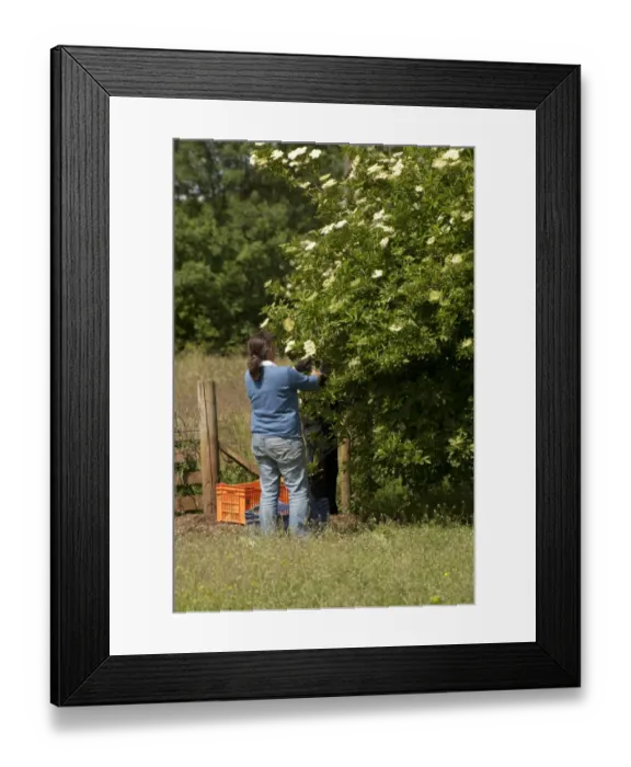 Framed Print : Elder (Sambucus nigra) flowering, people picking flowers for making elderflower wine, Stonehouse, Gloucestershire