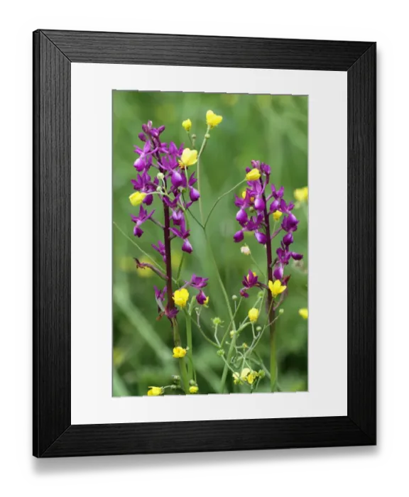Framed Print : Loose-flowered Orchid (Orchis laxiflora) two flowerspikes, growing amongst buttercups in marshland, Peloponesos Framed Print : Loose-flowered Orchid (Orchis laxiflora) two flowerspikes, growing amongst buttercups in marshland, Peloponesos