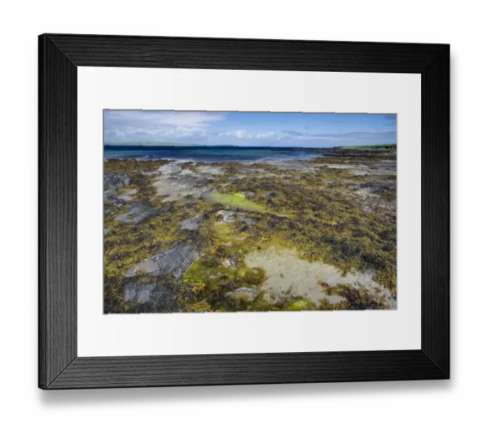 Framed Print : Seaweed in rockpool at low tide, Burray, Orkney, Scotland, june Framed Print : Seaweed in rockpool at low tide, Burray, Orkney, Scotland, june