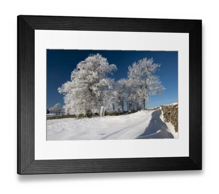 Framed Print : Hoar frost on trees, in field beside drystone wall, near Ravenstonedale, Cumbria, England, december Framed Print : Hoar frost on trees, in field beside drystone wall, near Ravenstonedale, Cumbria, England, december