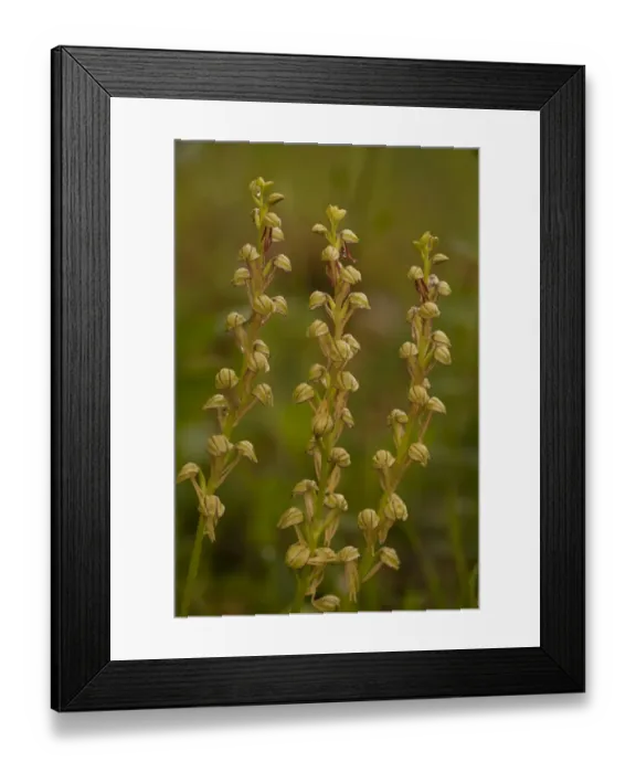 Framed Print : Man Orchid (Orchis anthropophora) close-up of flowerspikes, Southern Italy, april