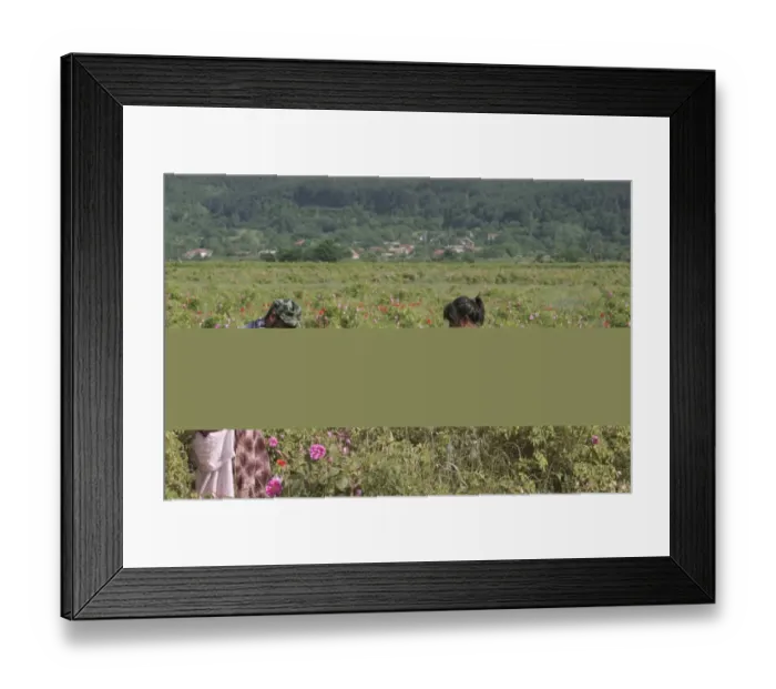 Framed Print : Farm workers harvesting crop of commercially grown Rose (Rosa sp. ) buds for perfume industry, Central Bulgaria, may Framed Print : Farm workers harvesting crop of commercially grown Rose (Rosa sp. ) buds for perfume industry, Central Bulgaria, may