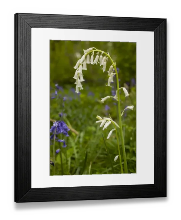 Framed Print : Bluebell (Endymion non-scriptus) Whitebell white flowered form, flowering, growing in woodland Framed Print : Bluebell (Endymion non-scriptus) Whitebell white flowered form, flowering, growing in woodland