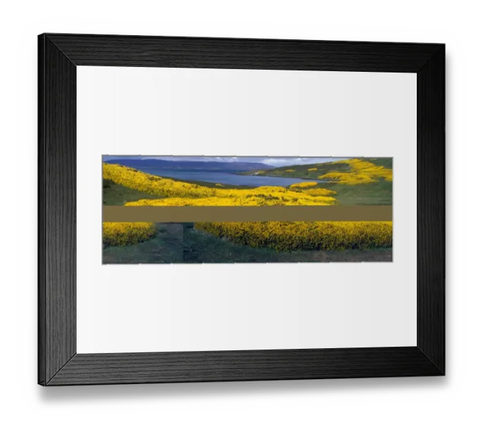 Framed Print : Gorse (Ulex europea) Carcass Island, Falklands Framed Print : Gorse (Ulex europea) Carcass Island, Falklands