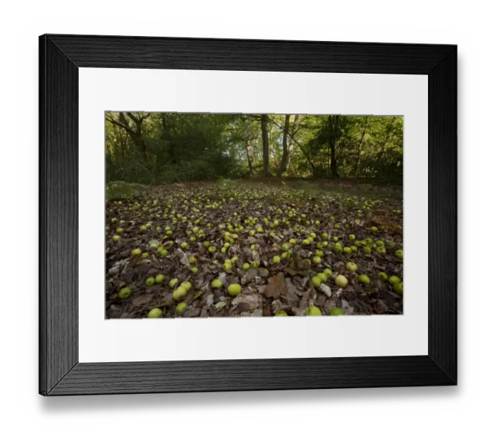Framed Print : Wild Crabapple (Malus sylvestris) fallen fruit, on floor in woodland habitat, Busketts Wood, New Forest N. P Framed Print : Wild Crabapple (Malus sylvestris) fallen fruit, on floor in woodland habitat, Busketts Wood, New Forest N. P