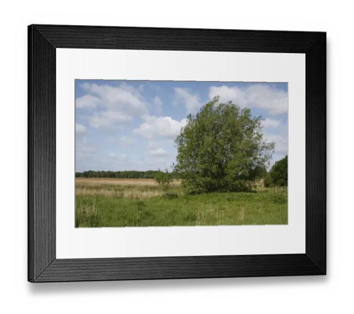 Framed Print : White Willow (Salix alba) habit, growing in river valley fen habitat, Redgrave and Lopham Fen N. N. R Framed Print : White Willow (Salix alba) habit, growing in river valley fen habitat, Redgrave and Lopham Fen N. N. R