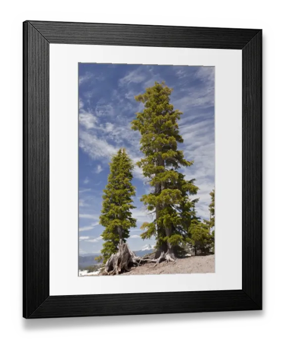 Framed Print : Mountain Hemlock (Tsuga mertensiana) ancient habit, growing at 7000ft. (2200m), Crater Lake N. P Framed Print : Mountain Hemlock (Tsuga mertensiana) ancient habit, growing at 7000ft. (2200m), Crater Lake N. P