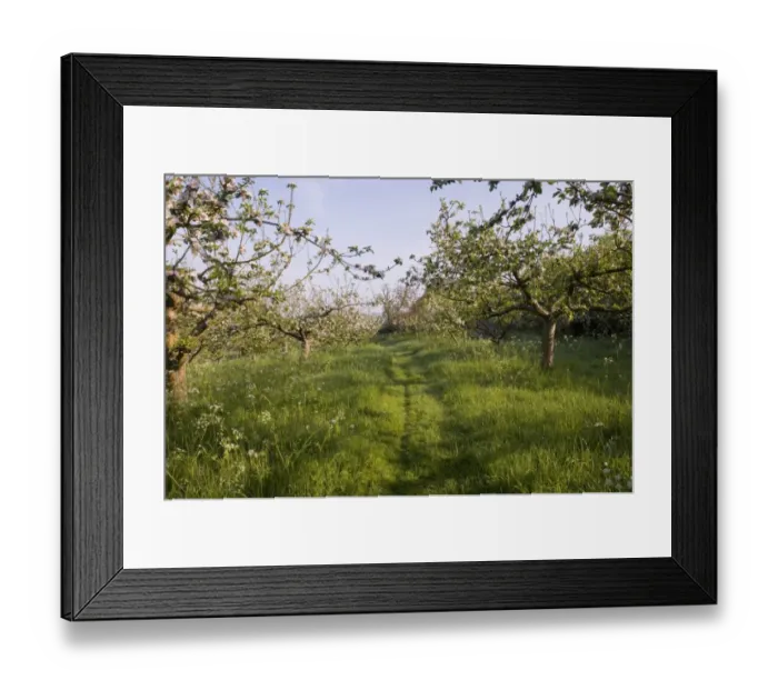 Framed Print : Cultivated Apple (Malus domestica) flowering orchard, habitat managed for wildlife, Bough Beech, Kent, England, may Framed Print : Cultivated Apple (Malus domestica) flowering orchard, habitat managed for wildlife, Bough Beech, Kent, England, may