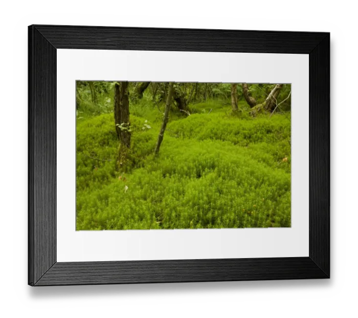 Framed Print : Hair Moss (Polytrichum sp. ) understory in Birch (Betula sp. ) scrub woodland on former coal mine site Framed Print : Hair Moss (Polytrichum sp. ) understory in Birch (Betula sp. ) scrub woodland on former coal mine site