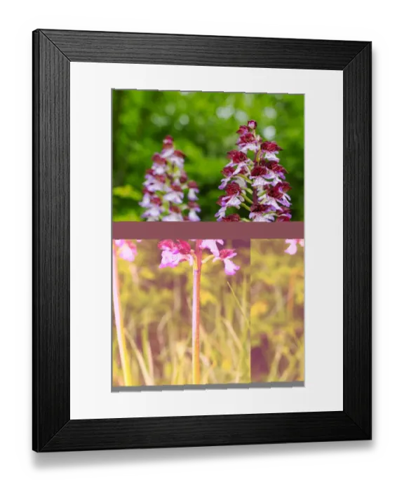 Framed Print : Lady Orchid (Orchis purpurea) close-up of flowerspikes, Italy, may Framed Print : Lady Orchid (Orchis purpurea) close-up of flowerspikes, Italy, may