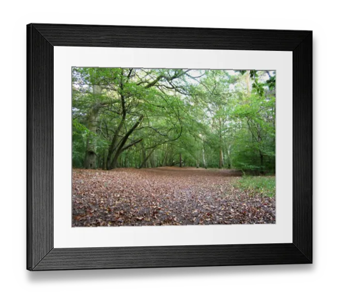 Framed Print : Deciduous woodland habitat, Pullingshill Wood, Marlow Common, Buckinghamshire, England, october Framed Print : Deciduous woodland habitat, Pullingshill Wood, Marlow Common, Buckinghamshire, England, october